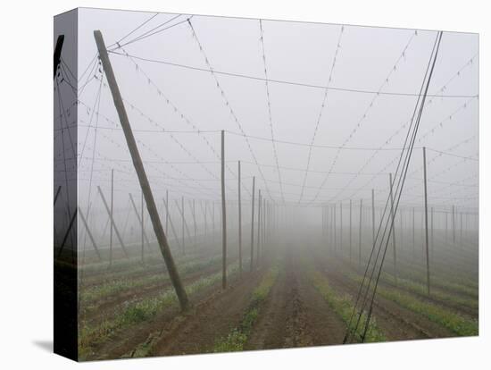 Hop Garden in the Hallertau, Autumn, Fog-Harald Kroiss-Premier Image Canvas