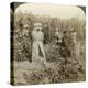 Hop Picking, Eugene, Oregon, Usa-Underwood & Underwood-Premier Image Canvas