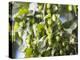 Hop Plant with Buds (Humulus Lupos)-Martina Schindler-Premier Image Canvas