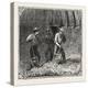 Hops and Hop Pickers, in a Kentish Hop Garden, Kent, England, Turning Hops in the Kiln, 1876, Uk-null-Premier Image Canvas
