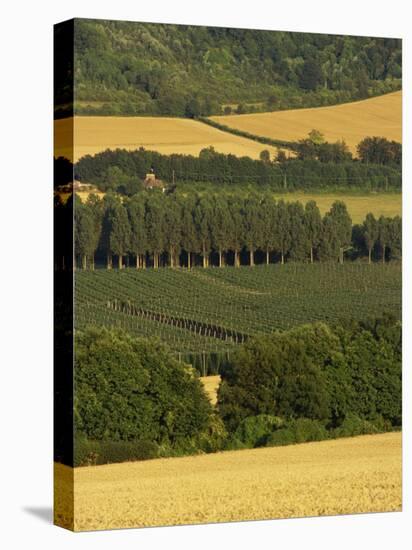 Hops, Darent Valley, Near Shoreham, Kent, England, United Kingdom, Europe-David Hughes-Premier Image Canvas