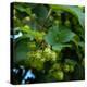 Hops-Magda Indigo-Premier Image Canvas