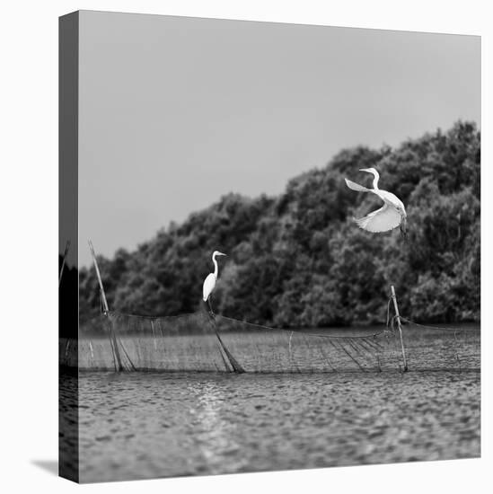 Horizontal Vivid Black and White Stork Couple Love Games on River Background Backdrop-spacedrone808-Stretched Canvas