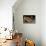 Horned adder (Bitis caudalis) waiting for passing prey in the Namib Desert, Brandberg, Namibia-Emanuele Biggi-Premier Image Canvas displayed on a wall