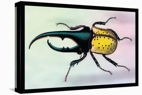 Horned Beetle-Sir William Jardine-Stretched Canvas