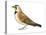 Horned Lark (Eremophila Alpestris), Birds-Encyclopaedia Britannica-Stretched Canvas