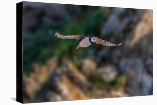 Horned puffin flying, Bird Island, Lake Clark National Park and Preserve, Alaska-Adam Jones-Premier Image Canvas