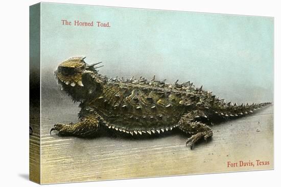 Horned Toad, Fort Davis-null-Stretched Canvas
