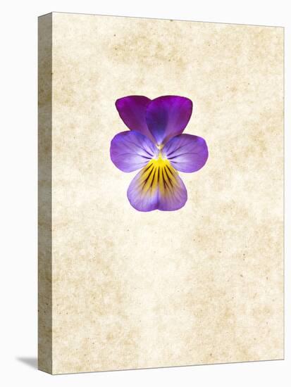 Horned Violets, Violets, Viola Cornuta, Blossom-Axel Killian-Premier Image Canvas