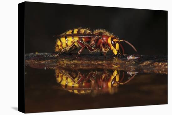 Hornet (Vespa crabro) drinking at bird bath. Dorset, UK,-Colin Varndell-Premier Image Canvas