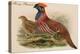 Horny Pheasant-John Gould-Stretched Canvas