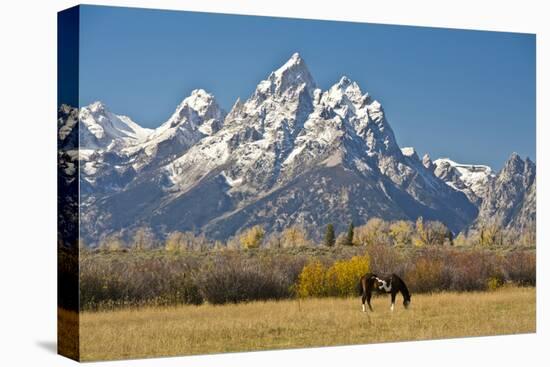 Horse and Grand Tetons, Moose Head Ranch, Grand Teton National Park, Wyoming, USA-Michel Hersen-Premier Image Canvas