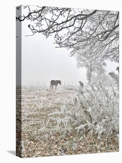 Horse and Hoarfrost-Dawne Polis-Stretched Canvas