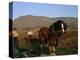 Horse and Plough, County Sligo, Connacht, Eire (Republic of Ireland)-Christina Gascoigne-Premier Image Canvas