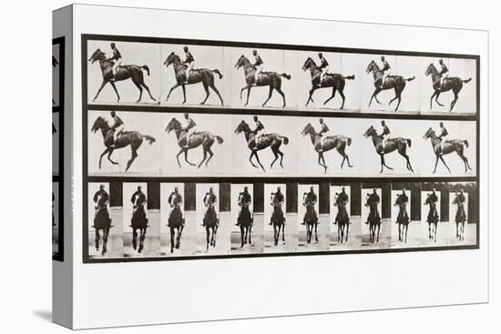 Horse and Rider, Plate 621 from Animal Locomotion, 1887 (B/W Photo)-Eadweard Muybridge-Premier Image Canvas