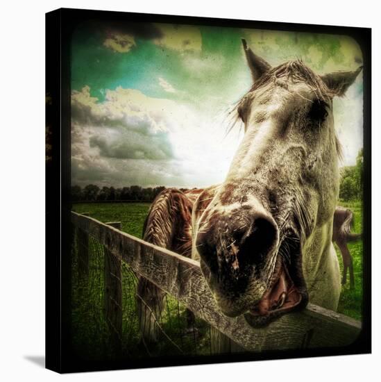 Horse Baring Teeth-Stephen Arens-Premier Image Canvas