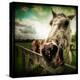 Horse Baring Teeth-Stephen Arens-Premier Image Canvas