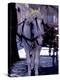 Horse Carriage, Sorrento, Italy-Dave Bartruff-Premier Image Canvas