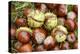 Horse Chestnut Conkers-null-Premier Image Canvas