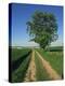 Horse Chestnut Tree by a Farm Track Through Fields on the South Downs in Sussex, England, UK-Michael Busselle-Premier Image Canvas