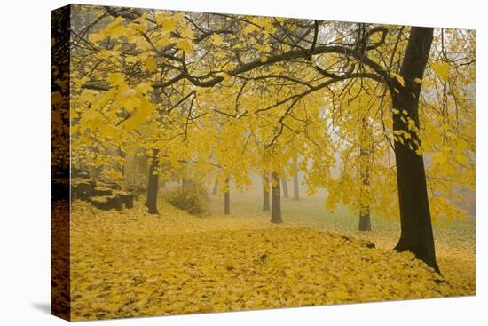 Horse Chestnut Trees in Fall, Manito Park, Spokane, Washington, USA-Charles Gurche-Premier Image Canvas