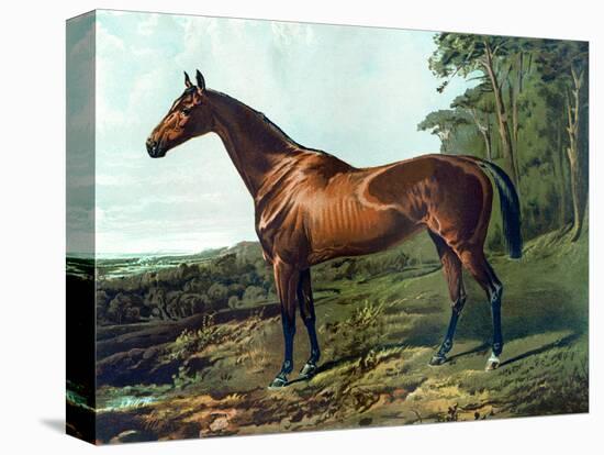 Horse Chromolithograph "Fair Nell," 1800s-Piddix-Stretched Canvas