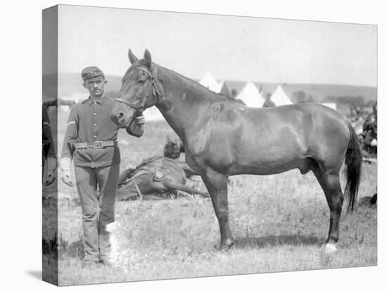 Horse "Comanche" the sole Survivor of the Custer Massacre Photograph - South Dakota-Lantern Press-Stretched Canvas