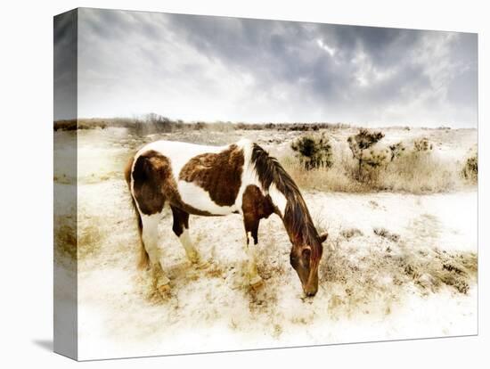 Horse Feeding off Dry Brush Growing out of Sand-Jan Lakey-Premier Image Canvas