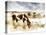 Horse Feeding off Dry Brush Growing out of Sand-Jan Lakey-Premier Image Canvas