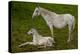 Horse Foal-Charles Bowman-Premier Image Canvas