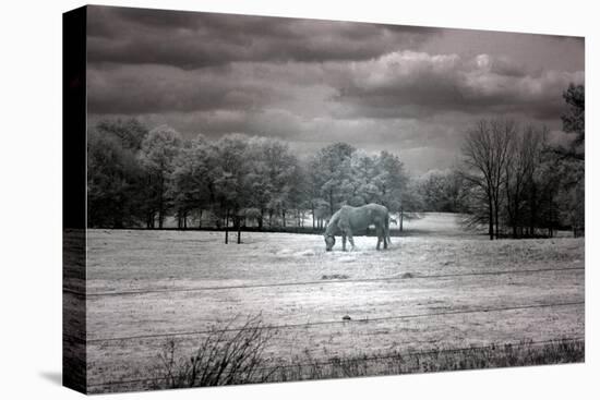 Horse Grazing In Field-Carol Highsmith-Stretched Canvas