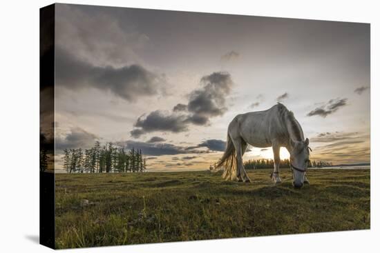 Horse grazing on the shores of Hovsgol Lake at sunset, Hovsgol province, Mongolia, Central Asia, As-Francesco Vaninetti-Premier Image Canvas