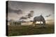 Horse grazing on the shores of Hovsgol Lake at sunset, Hovsgol province, Mongolia, Central Asia, As-Francesco Vaninetti-Premier Image Canvas