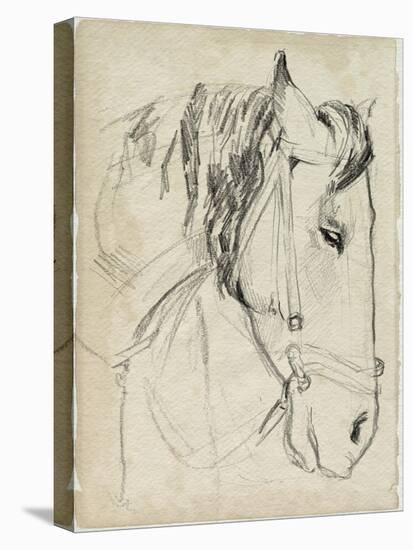 Horse in Bridle Sketch I-Jennifer Parker-Stretched Canvas