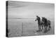 Horse in High Desert, Trujillo, New Mexico-Paul Souders-Premier Image Canvas