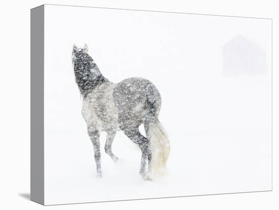 Horse In Snow Storm With Shed In Background, USA-Carol Walker-Premier Image Canvas