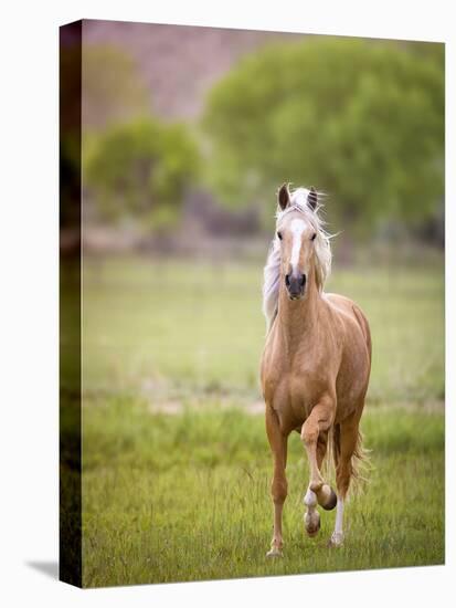 Horse in the Field VI-Ozana Sturgeon-Premier Image Canvas