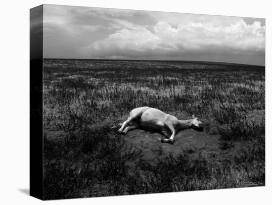 Horse Lying on Side in Field-Krzysztof Rost-Premier Image Canvas