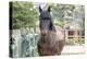 Horse, Madaket, Nantucket, Massachusetts, USA-Lisa S. Engelbrecht-Premier Image Canvas