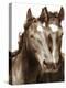 Horse Portrait III-David Drost-Premier Image Canvas