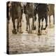 Horse racing on a muddy track-Maresa Pryor-Premier Image Canvas