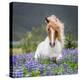 Horse Running by Lupines-Arctic-Images-Premier Image Canvas