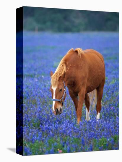 Horse Standing Among Bluebonnets-Darrell Gulin-Premier Image Canvas
