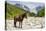 Horse standing by Adishchala River with Tetnuldi mountain peak in the background, Svaneti mountains-Jan Miracky-Premier Image Canvas