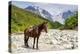 Horse standing by Adishchala River with Tetnuldi mountain peak in the background, Svaneti mountains-Jan Miracky-Premier Image Canvas