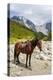 Horse standing by Adishchala River with Tetnuldi mountain peak in the background-Jan Miracky-Premier Image Canvas