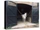 Horse Standing in a Stable, Middleton Place, Charleston, Charleston County, South Carolina, USA-null-Premier Image Canvas