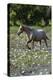 Horse wading in shallow pond.-Larry Ditto-Premier Image Canvas