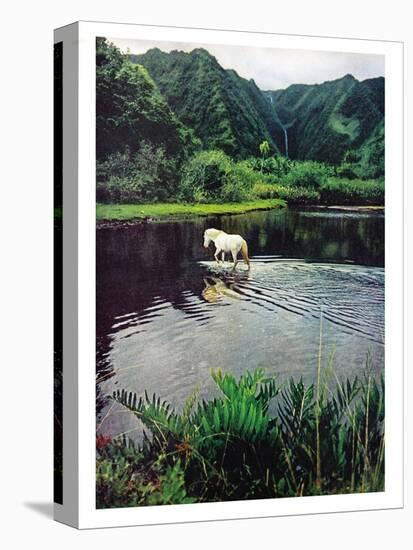 Horse Wading in Stream Amid Hills in Papera Region, South Seas-Eliot Elisofon-Premier Image Canvas