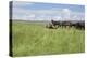 Horse Wallowing in Green Prairie-Quintanilla-Premier Image Canvas